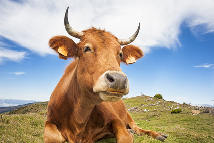 How a Man Lifted a Cow